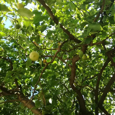 Apartamento Petrovic