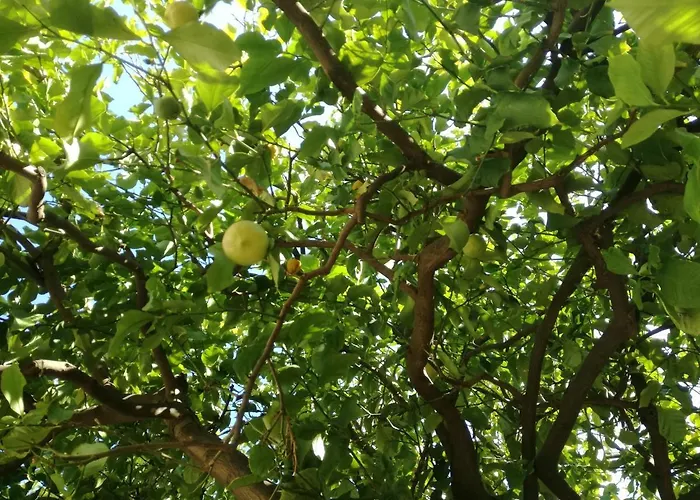 Appartamento Petrovic